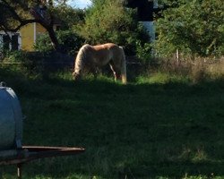 broodmare Maja 728 (Haflinger, 2004, from Archimedes (4,69% ox))