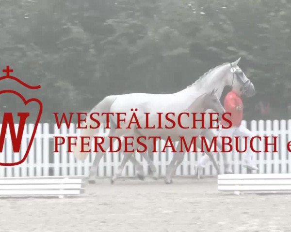 Stuten- und Fohlenschau Wettringen 2019