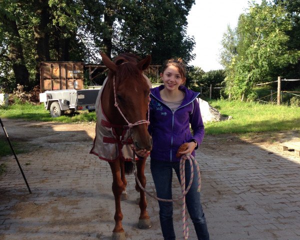 horse Merlin (Hungarian Warmblood, 2006)