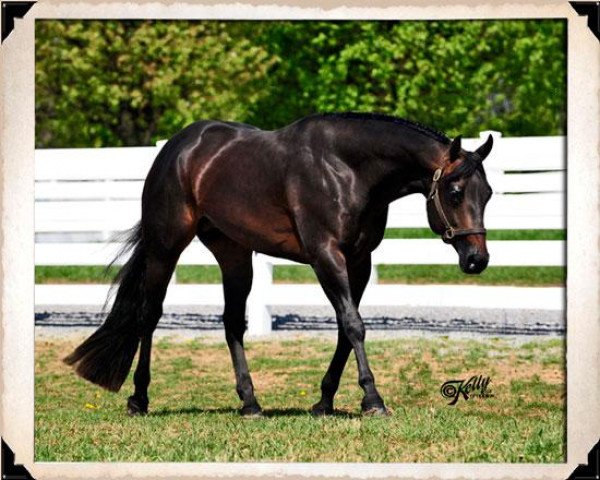 stallion Only In The Moonlite (Quarter Horse, 2004, from Invitation Only)