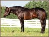 stallion Invitation Only (Quarter Horse,  , from Barpassers Image)