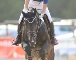 dressage horse Con Air 24 (Hanoverian, 2002, from Contendro I)