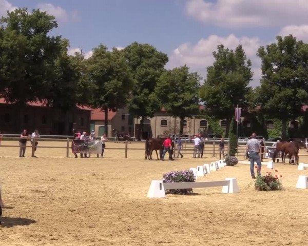 Stuten- und Fohlenschau Warendorf 2019