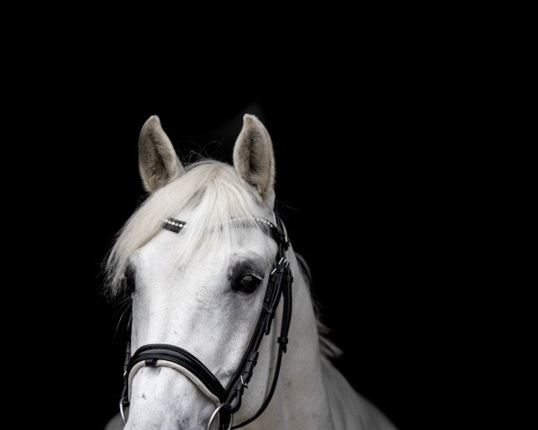 dressage horse Latino 302 (Holsteiner, 2002, from Lacapo)