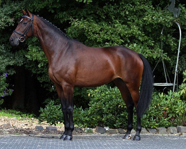 broodmare Randa (Hanoverian, 2007, from Samba Hit 2)