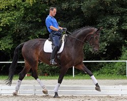 dressage horse Rudi Royal (Hanoverian, 2002, from Rubin Royal OLD)