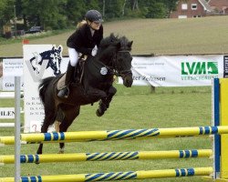 jumper Sammy-Najandro (German Riding Pony,  )