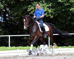 jumper Chaya 9 (Hanoverian, 2009, from Conteur)