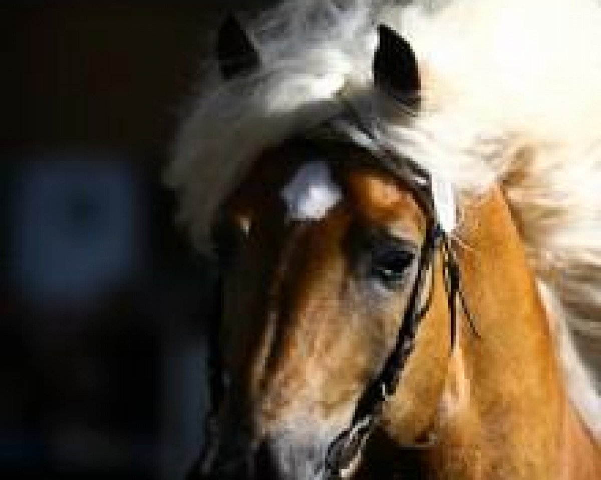 Deckhengst Standing Ovation (Haflinger, 2004, von Standard)
