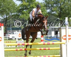 jumper Zaraleanda (Oldenburg, 2006, from Zapateado 128 FIN)