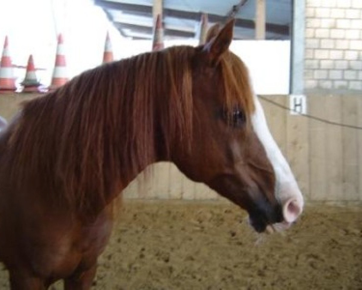 stallion Aziz Agamemnon ox (Arabian purebred, 1980, from Ahmoun ox)