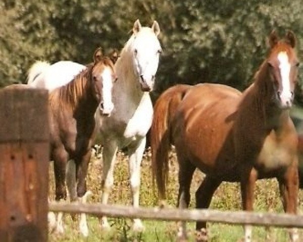 broodmare Angel Sent Ruby ox (Arabian thoroughbred,  , from Aziz Agamemnon ox)