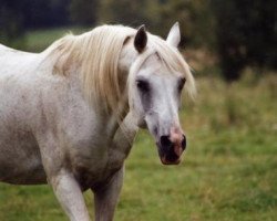 stallion Rico ox (Arabian thoroughbred, 1987, from 5-Ibn Galal EAO)