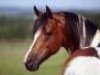 stallion Nowie (Arab half breed / Partbred, 1996, from Neron)