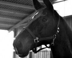 dressage horse Grambambulin (Württemberger, 2005, from Gardez)