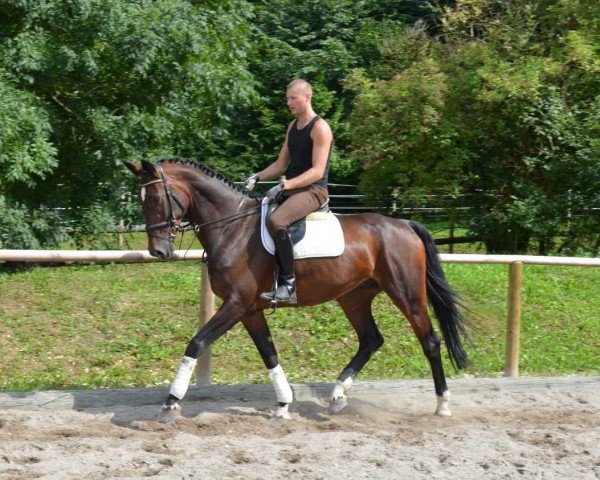 horse Con Sherry (Holsteiner, 2014, from Con Sherry)