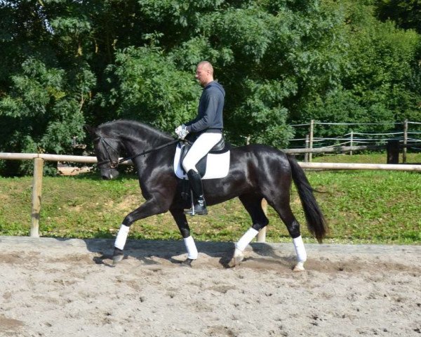 horse Donnerbube x Rafaels (Latvian Warmblood, 2007, from Donnerbube II)