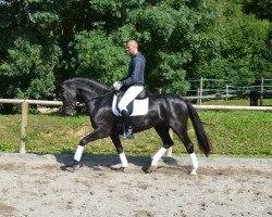 dressage horse Donnerbube x Rafaels (Latvian Warmblood, 2007, from Donnerbube II)