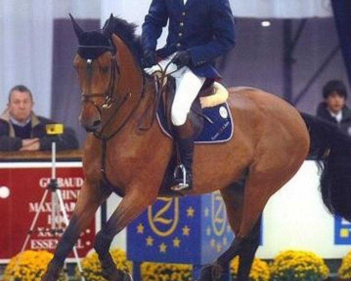 Deckhengst Paloubet du Chateau (Belgium Sporthorse, 1999, von Baloubet du Rouet)