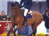 stallion Paloubet du Chateau (Belgium Sporthorse, 1999, from Baloubet du Rouet)