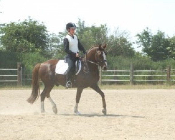dressage horse Damaskus (German Riding Pony, 2003, from Don't Worry Be Happy)
