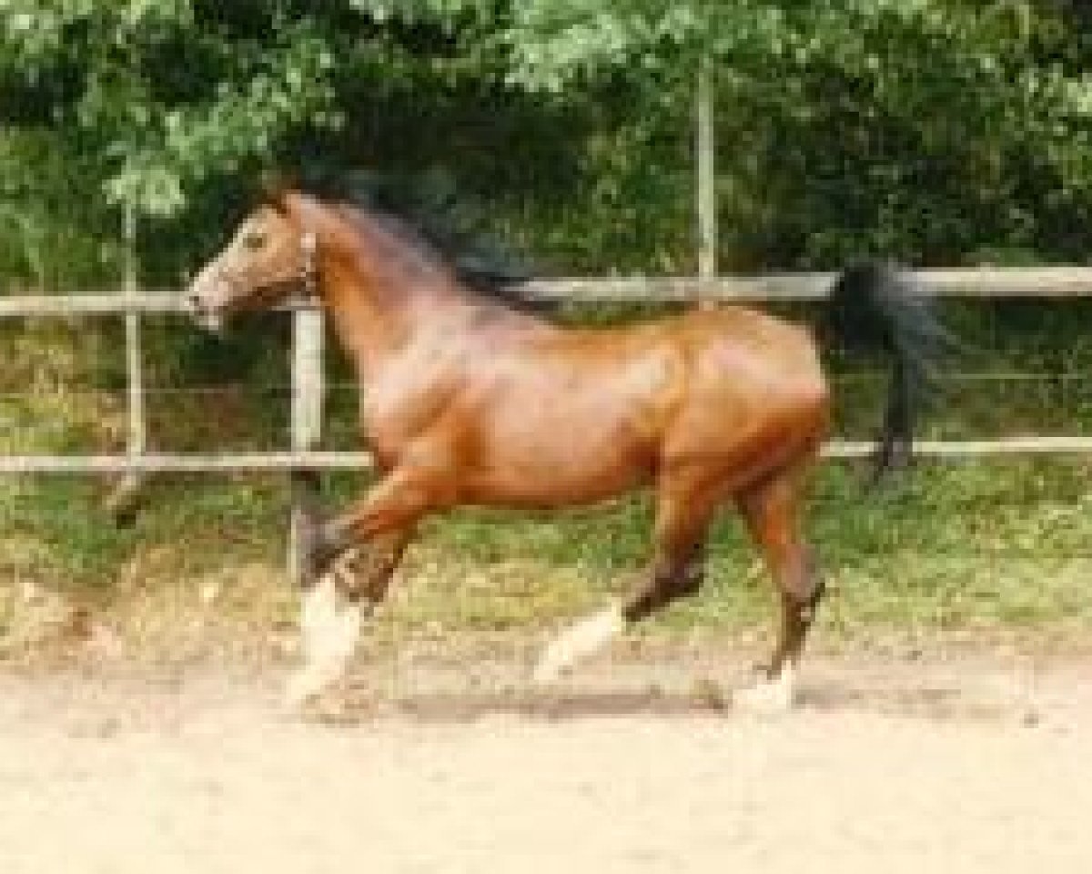 stallion Ibn Naxor ox (Arabian purebred, 1974, from Naxor ox)
