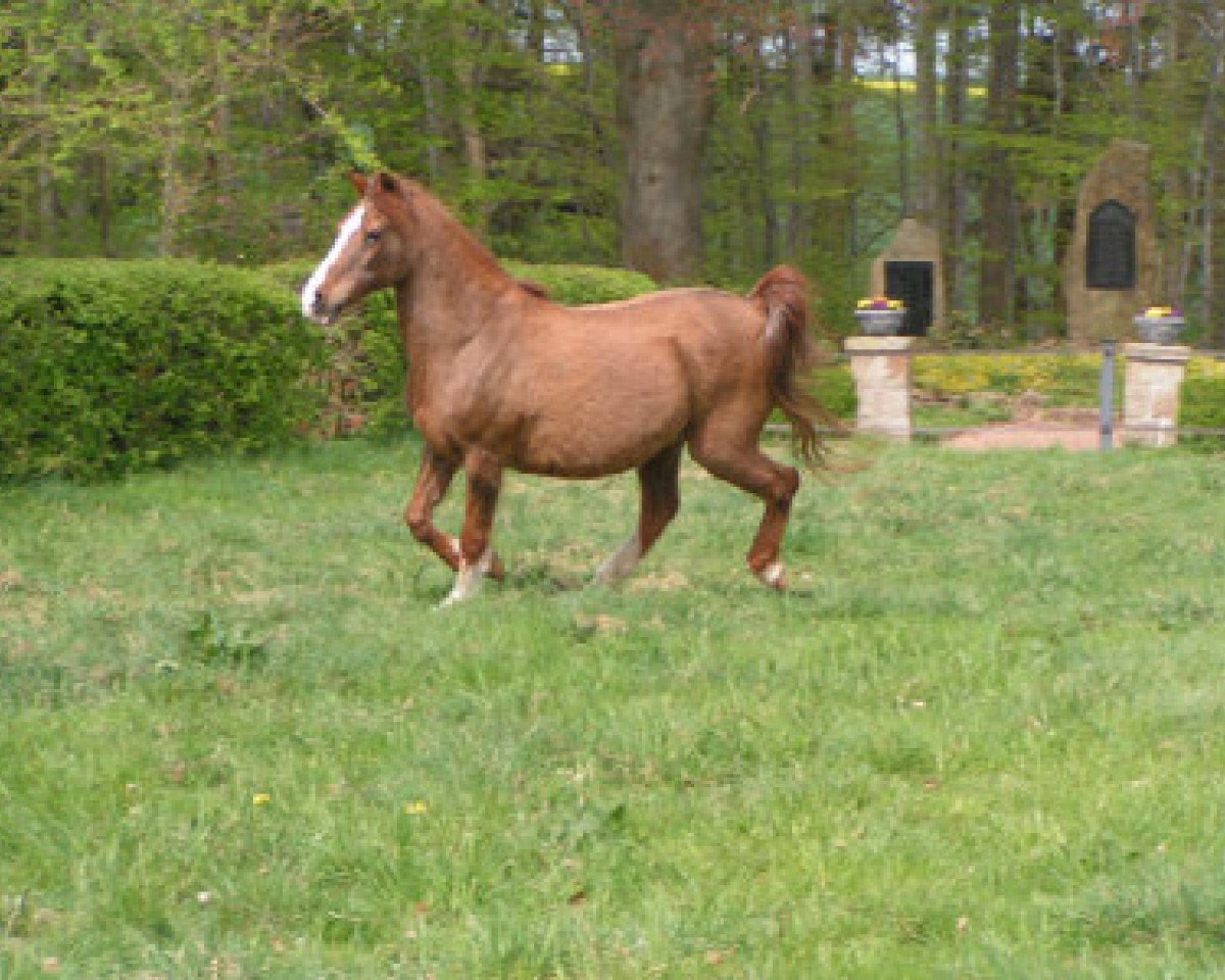 broodmare Rubina ox (Arabian purebred, 1977, from Ibn Naxor ox)