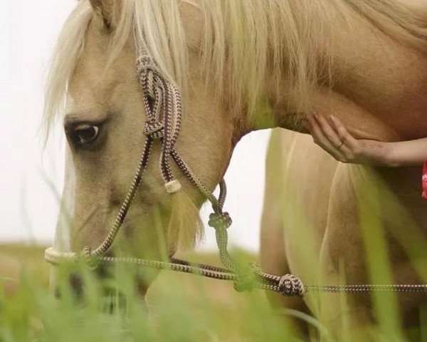 dressage horse Darjeeling (German Riding Pony, 2006, from Damaskus)