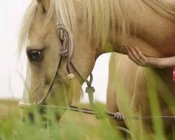 Dressurpferd Darjeeling (Deutsches Reitpony, 2006, von Damaskus)