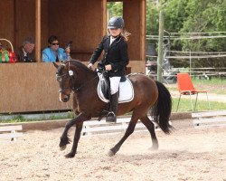 dressage horse Beauty 559 (Pony without race description, 2004, from Rebello)