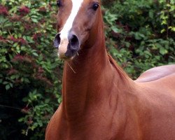 broodmare Racy Angel ox (Arabian thoroughbred, 2002, from Rico ox)