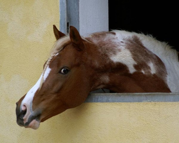 Deckhengst Nawar 4 (Pinto/Pony, 2002, von Nowie)