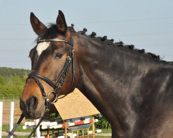 Pferd Legend MW (Österreichisches Warmblut, 2001, von Legendär II)