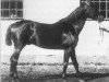stallion Insterburg (Swedish Warmblood, 1886, from Posa)