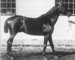 stallion Insterburg (Swedish Warmblood, 1886, from Posa)