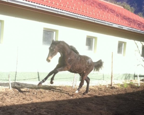 dressage horse Juvenna (Austrian Warmblood, 2013, from Jack Sparrow S)