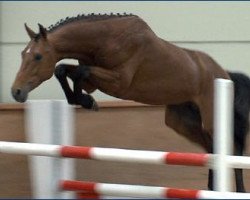 horse J'Adore Gris Z (Zangersheide riding horse, 2010, from Jaloubet de Loupe)