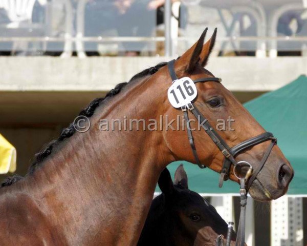 broodmare Princess 133 (Austrian Warmblood, 2002, from Paquirri)