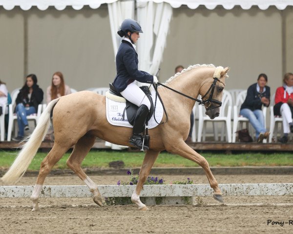 stallion Top Christiano (German Riding Pony, 2011, from Top Carlos Cassini)