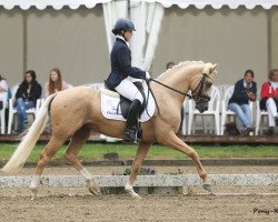 Deckhengst Top Christiano (Deutsches Reitpony, 2011, von Top Carlos Cassini)