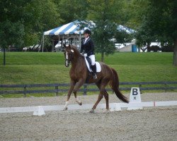 dressage horse Quintus Josee (Oldenburg, 2009, from Quaterback)