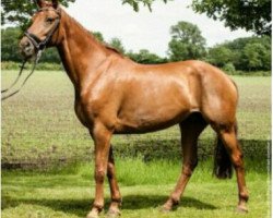 broodmare Rosenrot (Westphalian, 2003, from Rubiloh)