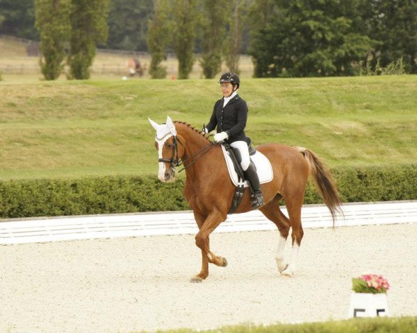 dressage horse Picaro 67 (Westphalian, 1999, from Prinz Wilhelm)