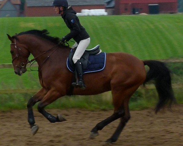 horse Ardbeg (Swedish Warmblood, 2006, from Acagion)