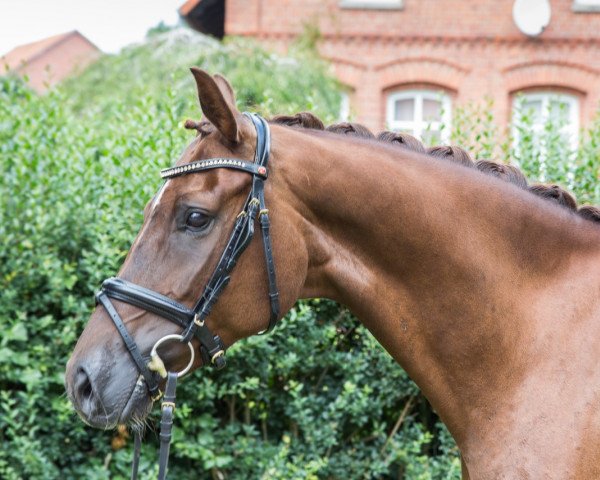 broodmare Donna (Hanoverian, 2008, from Dauphin)