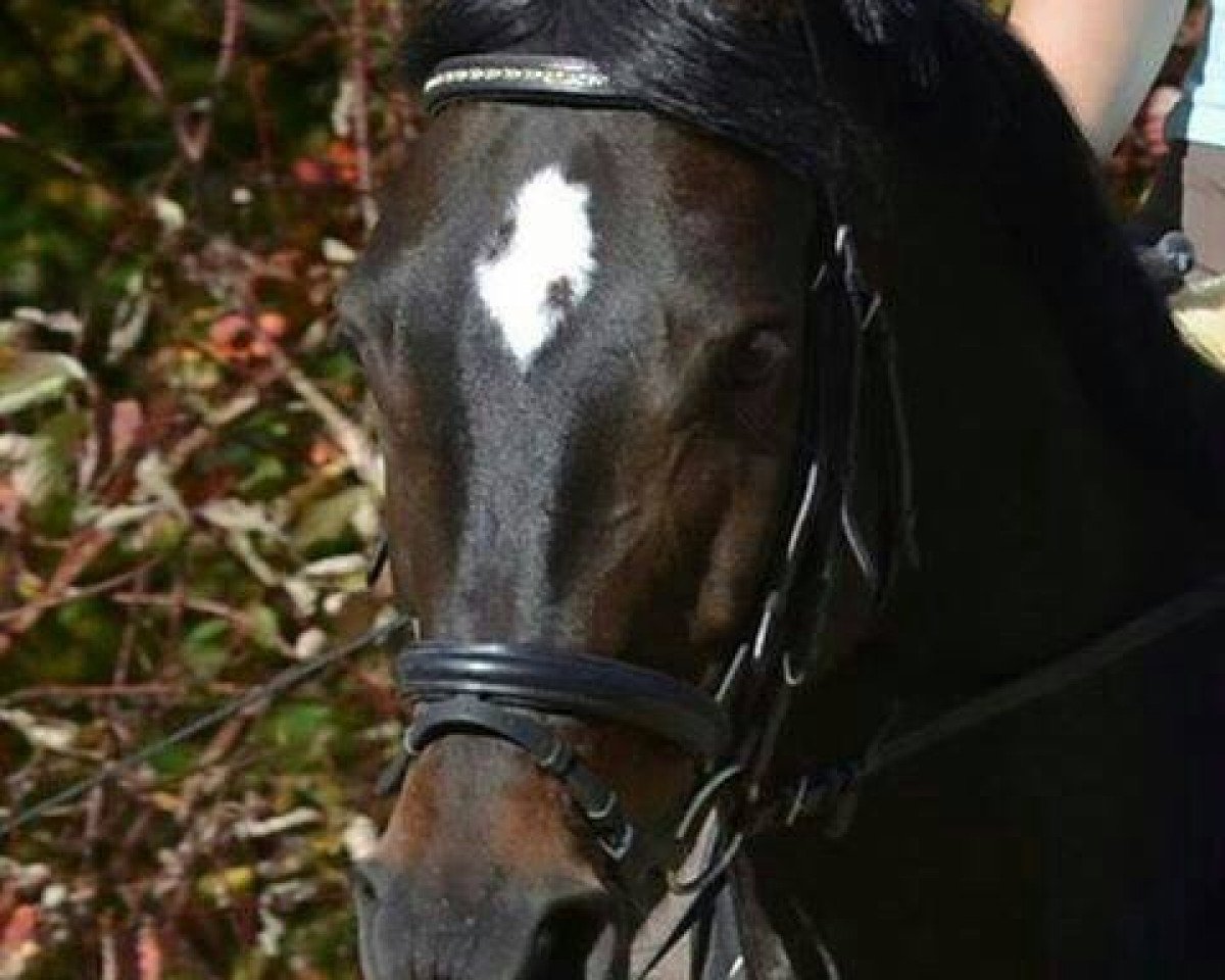 Dressurpferd Pamina 419 (Westfale, 2003, von Praktiker)