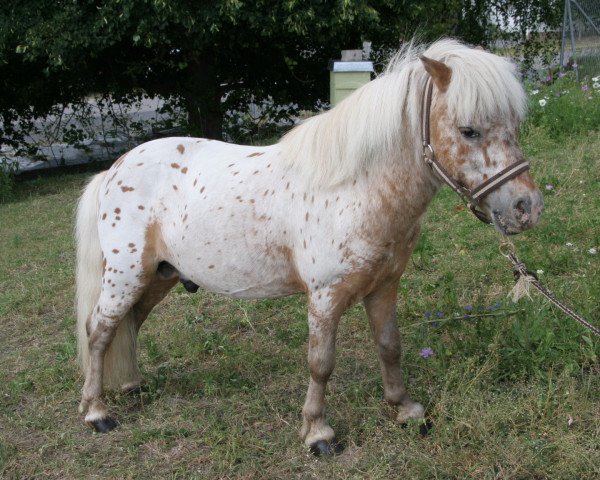 stallion Bayern's Richi (Dt.Part-bred Shetland pony, 2001, from Randy's Smoky Joker)