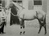 stallion Pendragon xx (Thoroughbred, 1955, from Alycidon xx)