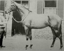 stallion Pendragon xx (Thoroughbred, 1955, from Alycidon xx)