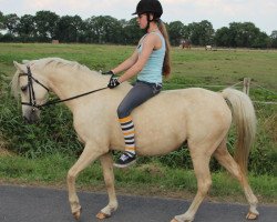 broodmare Lavinija (German Riding Pony, 2007, from Timing)